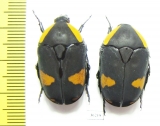 Pachnoda abyssinica - INSECTS-STORE.RU