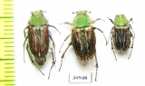 Pygopleurus libanonensis, pair  Israel - INSECTS-STORE.RU
