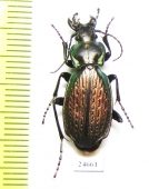 Carabus (Archiplectes) kratkyi  Russia, Karacaevo-Cherkessia reg. - INSECTS-STORE.RU