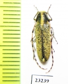 Agapanthia shovkuni  Kazakhstan - INSECTS-STORE.RU