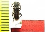 Turanoclytus raghidae  Lebanon  PARATYPUS - INSECTS-STORE.RU