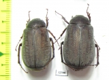 Melolonthinae sp.  China, Guangxi prov. - INSECTS-STORE.RU