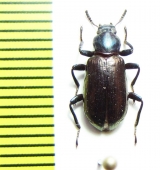 Tenebrionidae sp.  Malaysia, Borneo - INSECTS-STORE.RU