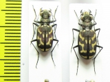 Ropaloteres sp., pair  South Africa Rep. - INSECTS-STORE.RU