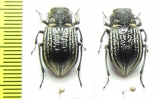Platyope granulata  Kazakhstan - INSECTS-STORE.RU