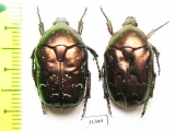 Protaetia cuprina  Russia, Astrakhan reg. - INSECTS-STORE.RU