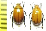 Spilota plagicollis  China, Yunnan prov. - INSECTS-STORE.RU