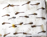 Odonata sp.  Russia, Tver reg. - INSECTS-STORE.RU