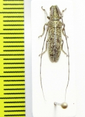 Cerambycidae sp.  Malawi - INSECTS-STORE.RU