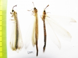 Myrmeleontidae sp.  Tajikistan - INSECTS-STORE.RU