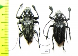 Cerambycidae sp., pair  Peru - INSECTS-STORE.RU