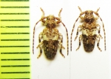 Pogonocherus fasciculatus  Czech Rep. - INSECTS-STORE.RU