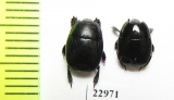 Hister sp.  South Africa Rep. - INSECTS-STORE.RU