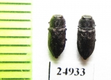 Anthaxia sp.  Mexico - INSECTS-STORE.RU