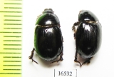 Hybosoridae sp.  Namibia - INSECTS-STORE.RU