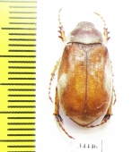 Chioneosoma bucharicum  Tajikistan - INSECTS-STORE.RU