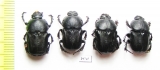 Chironitis haroldi, pair  Uzbekistan - INSECTS-STORE.RU