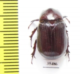 Dynastinae sp.  Mexico - INSECTS-STORE.RU