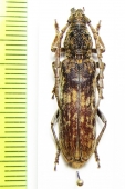 Rhytidodera integra  Malaysia, Borneo - INSECTS-STORE.RU