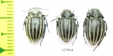 Platyope leucogramma  Russia, Astrakhan reg. - INSECTS-STORE.RU
