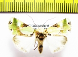 Noctuidae sp.  Bhutan - INSECTS-STORE.RU