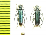 Callimus angulatus  Azerbaijan - INSECTS-STORE.RU