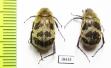 Melolonthinae sp.  Panama - INSECTS-STORE.RU