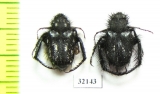 Hopliini sp.  South Africa Rep. - INSECTS-STORE.RU