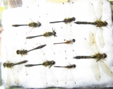 Odonata sp.  Russia, Tver reg. - INSECTS-STORE.RU