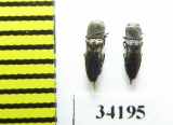 Anthaxia abdita  Oman - INSECTS-STORE.RU