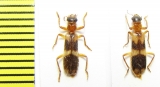 Cleridae sp.  Namibia - INSECTS-STORE.RU
