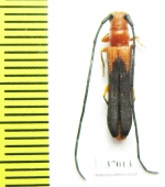 Cerambycidae sp.  South Africa Rep. - INSECTS-STORE.RU