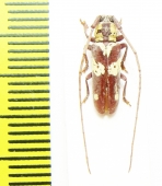 Prosopocera sp.  Malawi - INSECTS-STORE.RU