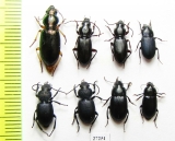 Carabidae sp.  Turkey, Mugla prov. - INSECTS-STORE.RU