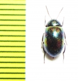 Amarygmus tenellus  Malaysia, Borneo - INSECTS-STORE.RU