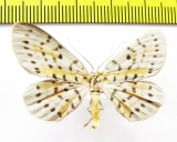 Geometridae sp.  Indonesia, Buru isl. - INSECTS-STORE.RU
