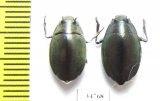 Gyrinidae sp.  Ethiopia - INSECTS-STORE.RU