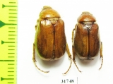 Melolonthinae sp.  Iran, Boyer-Ahmad prov. - INSECTS-STORE.RU