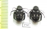 Hopliini sp.  South Africa Rep. - INSECTS-STORE.RU