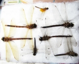 Odonata sp.  Russia, Tver reg. - INSECTS-STORE.RU