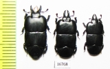 Hololepta laevigata  Indonesia, Sumatra - INSECTS-STORE.RU
