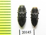 Anthaxia confusa  Spain - INSECTS-STORE.RU