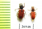 Zenodosus sanguineus  USA - INSECTS-STORE.RU