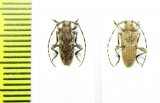 Cerambycidae sp.  Malawi - INSECTS-STORE.RU
