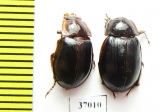 Hybosoridae sp.  South Africa Rep. - INSECTS-STORE.RU