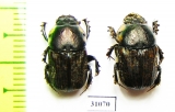 Chironitis pamphilus, pair  Russia, Astrakhan reg. - INSECTS-STORE.RU