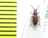 Rhopalocerus rondanii  Poland - INSECTS-STORE.RU