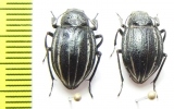 Platyope proctoleuca chinensis  Mongolia - INSECTS-STORE.RU