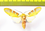 Erebidae sp.  Honduras - INSECTS-STORE.RU