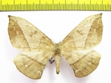 Saturniidae sp.?  Peru - INSECTS-STORE.RU